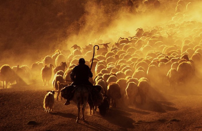 Bitlis'te koyun sürülerinin Nemrut Dağı yolculuğu