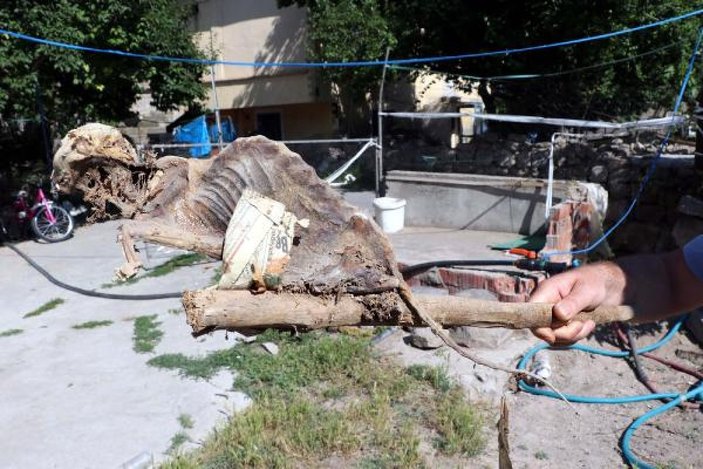 Kayseri'de bodrumdan hayvan iskeleti çıktı
