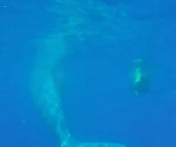 İtalya'da sahil güvenlik balinayı ağlardan kurtardı