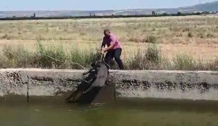 Denizli'de kanala düşen yaban domuzu kurtarıldı