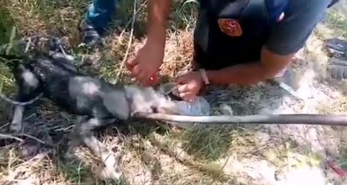 i Van'da başı bidona sıkışan köpeğin imdadına yetiştiler