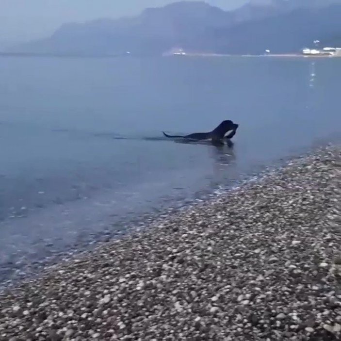 Antalya'da sahildeki insan atıklarını köpek topladı