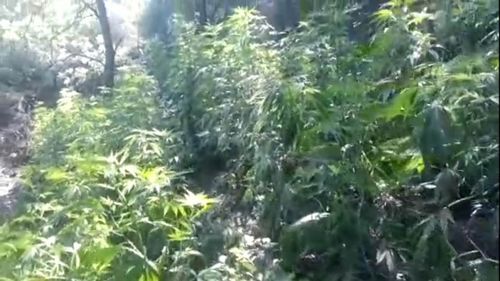 Manisa’da ormanlık alanı uyuşturucu bahçesine çevirdiler