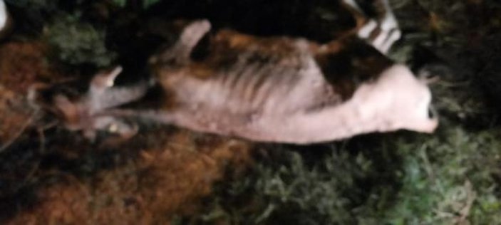 Sakarya'da 14 büyükbaş hayvanın öldüğü mera kapatıldı