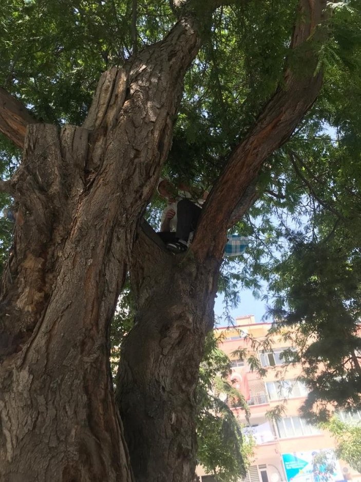 Niğde'de ağaçta oturan adam görenleri şaşırttı