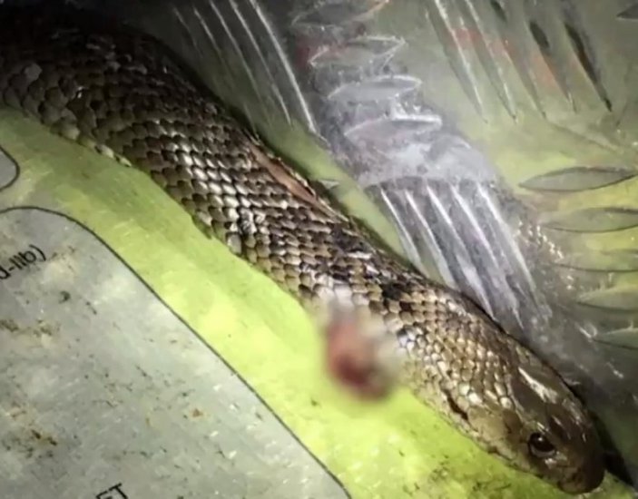 Avustralya’da seyir halindeki sürücü yılanla boğuştu