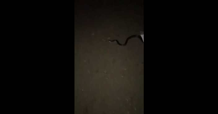 ABD'de bir vatandaşın kapı zilini yılan çaldı