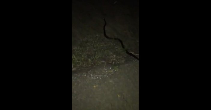 ABD'de bir vatandaşın kapı zilini yılan çaldı