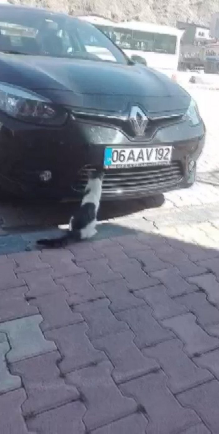 Sivas'ta kedinin fareyle imtihanı kamerada