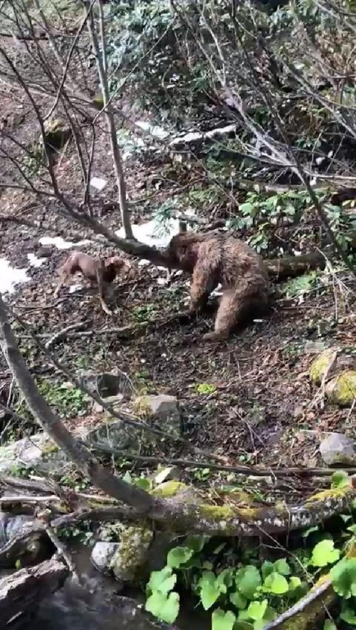 Artvin’de yavru ayıyı vurup, köpekleri saldı