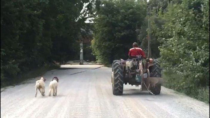 Çanakkale'de, köpekleri traktöre bağlayan çiftçi