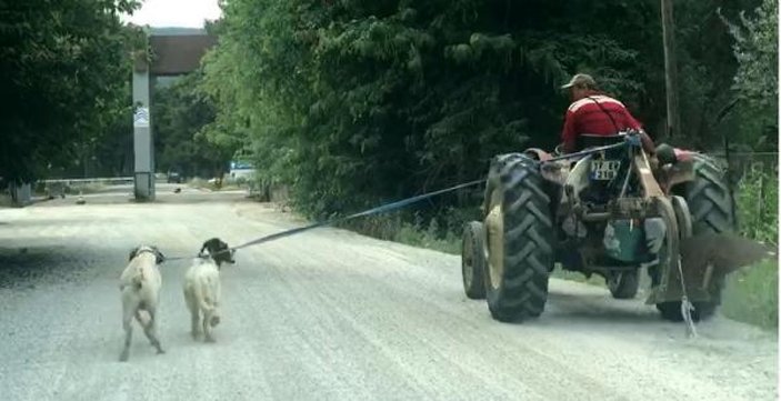 Çanakkale'de, köpekleri traktöre bağlayan çiftçi