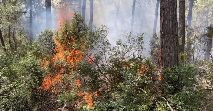 i Sarıyer'de ormanlık alanda yangın çıktı