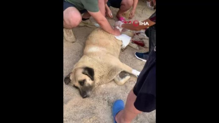 Aydın'da köpeği bıçaklayan şahıs gözaltına alındı