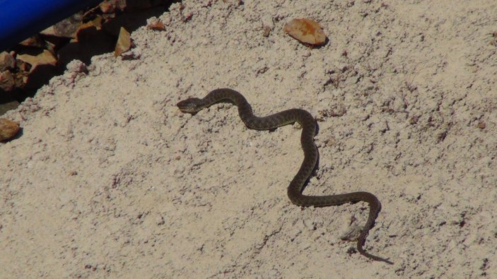 Gaziantep'te sulama kanalından zehirli yılan çıktı