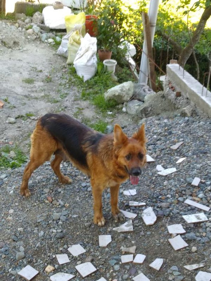 Trabzon'da 3 köpeğin saldırısına uğradı, kolunu kaybetti