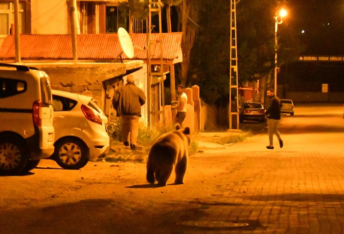 Kars'ta şehre inen ayılar çöpte yiyecek aradı