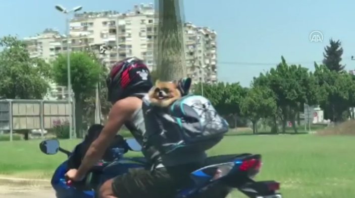 Motosikletteki güneş gözlüklü köpek kameralara yansıdı