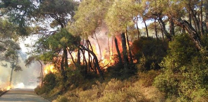 İstanbul Heybeliada'da orman yangını