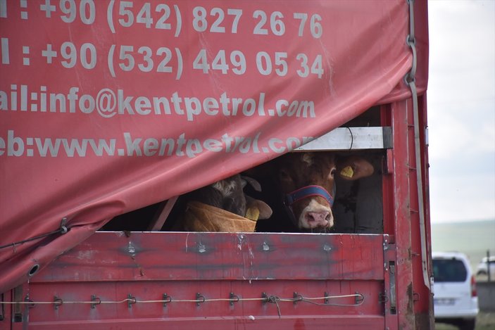 Kurbanlıklar batı illerine doğru yola çıktı