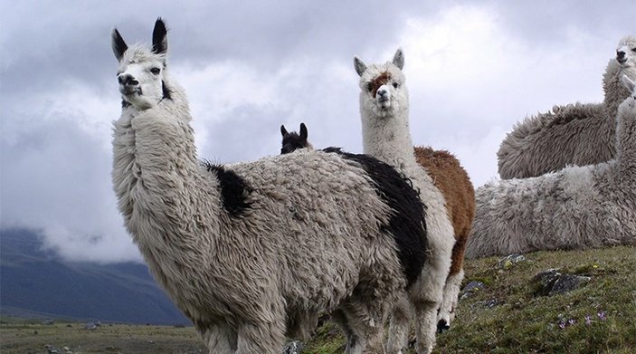 Lamalardan alınan antikorlar koronayı etkisizleştirdi