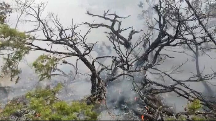 i Adıyaman'da çıkan örtü yangını ormana sıçradı