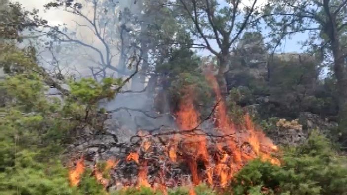 i Adıyaman'da çıkan örtü yangını ormana sıçradı