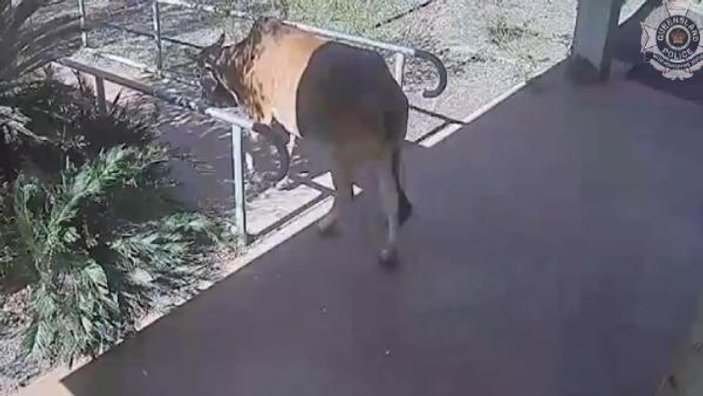 Avustralya'da polis karakoluna giren inek