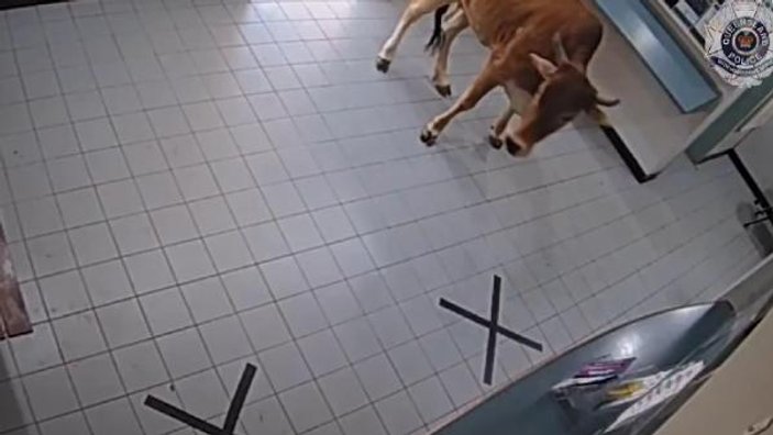 Avustralya'da polis karakoluna giren inek