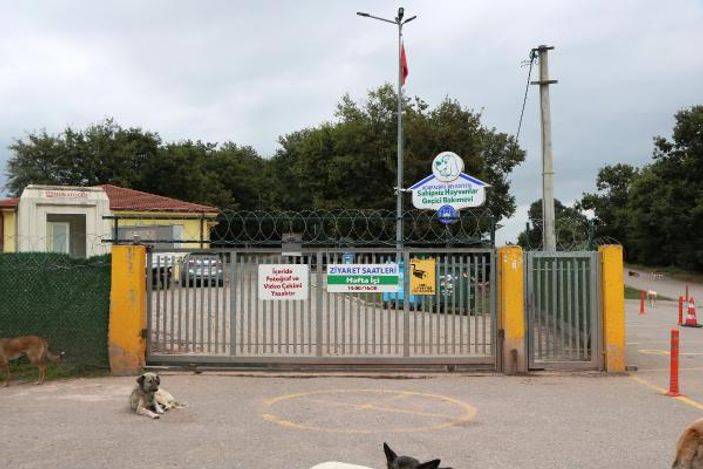 Bakımevi personelinin köpekleri diri diri gömdüğü iddiası