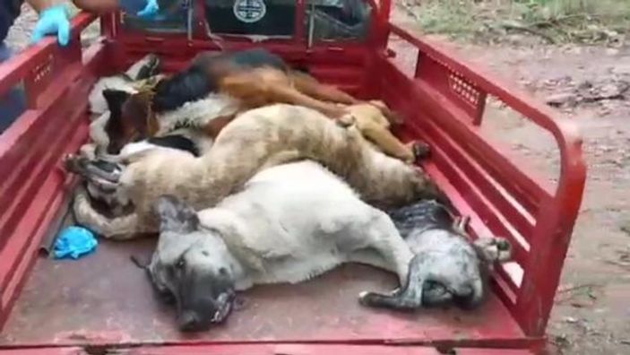 Bakımevi personelinin köpekleri diri diri gömdüğü iddiası