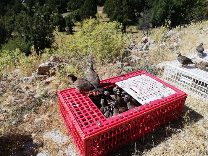 12 ilde 12 bin keklik doğaya bırakıldı