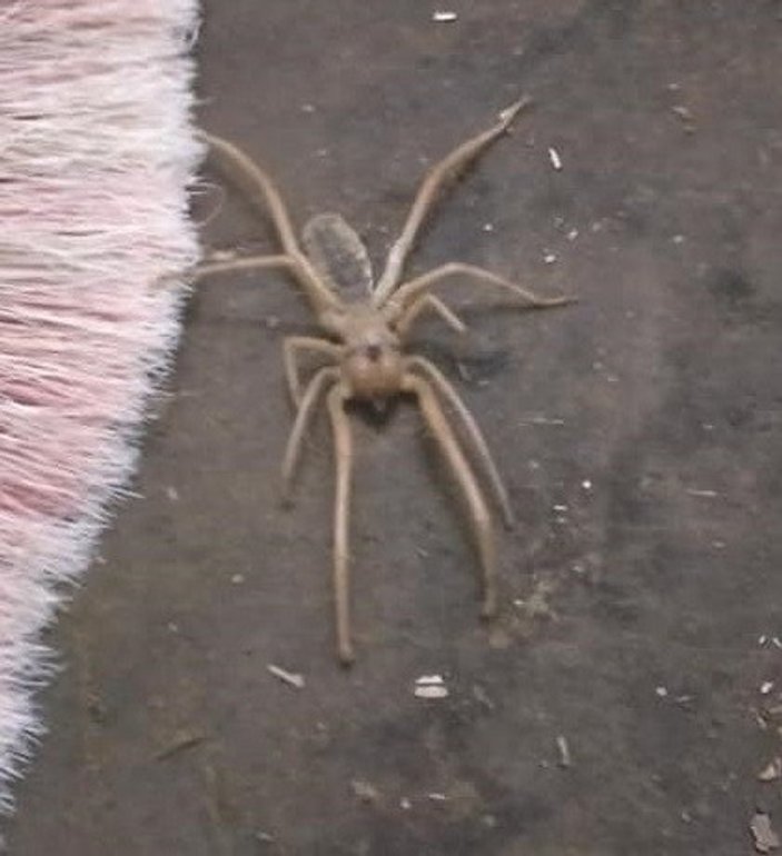 Bingöl'de zehirli 'sarıkız örümceği' görüldü