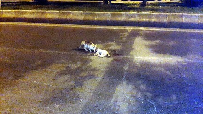 Kahramanmaraş'ta ölen yavrusunu yalnız bırakmayan kedi