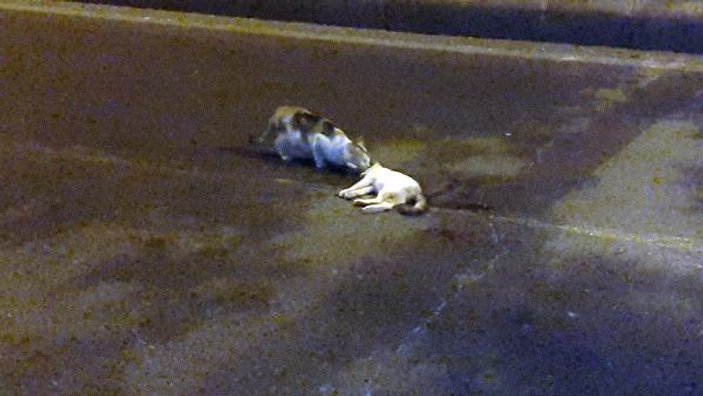 Kahramanmaraş'ta ölen yavrusunu yalnız bırakmayan kedi