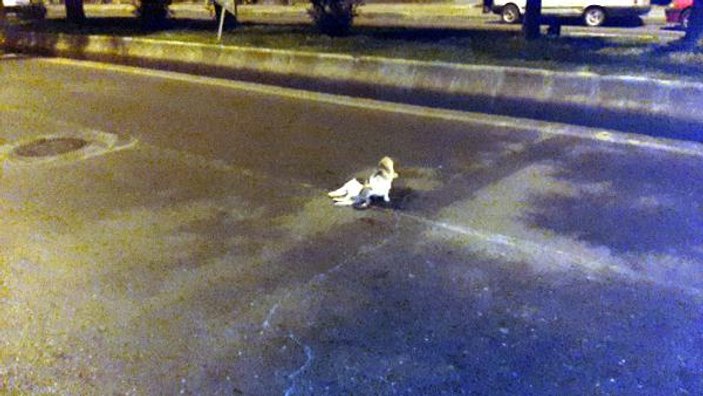 Kahramanmaraş'ta ölen yavrusunu yalnız bırakmayan kedi