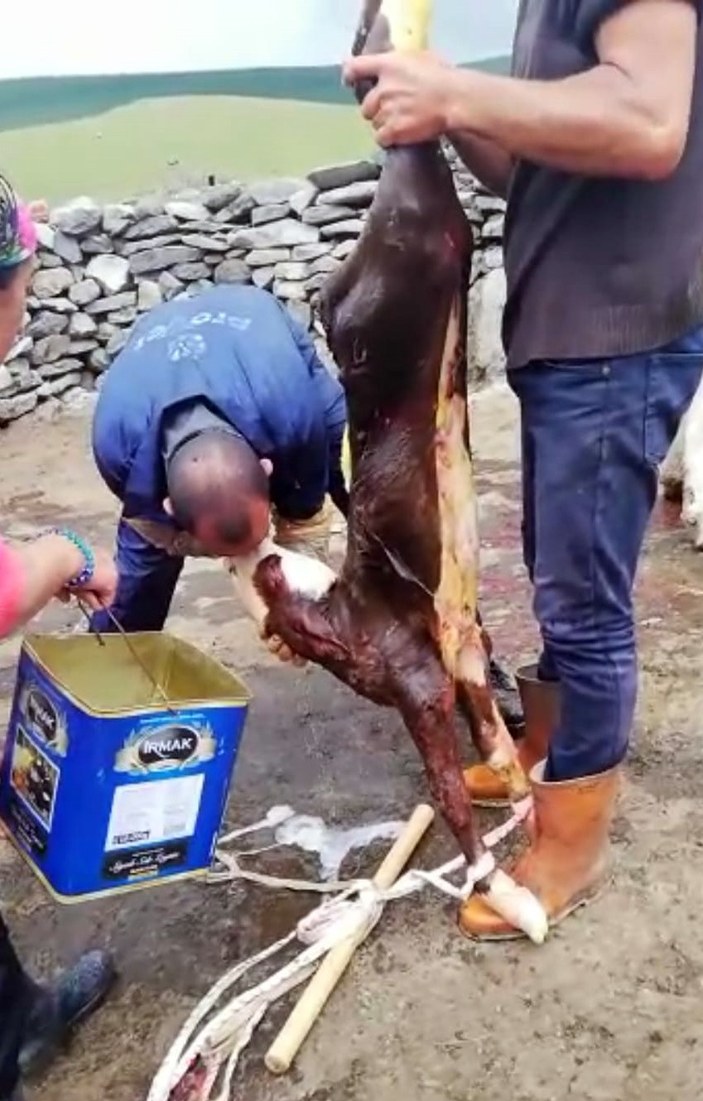 Ardahan'da bir veteriner buzağıyı hayata bağladı