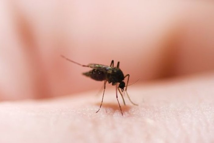 Koronavirüs, sivrisinekler aracılığıyla bulaşmıyor
