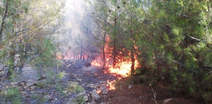 i Şanlıurfa'da orman yangını