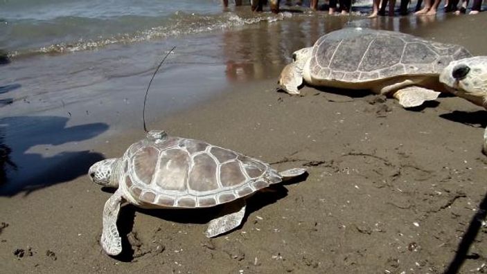 Muğla'da caretta caretta 6 bin kilometre yol yaptı