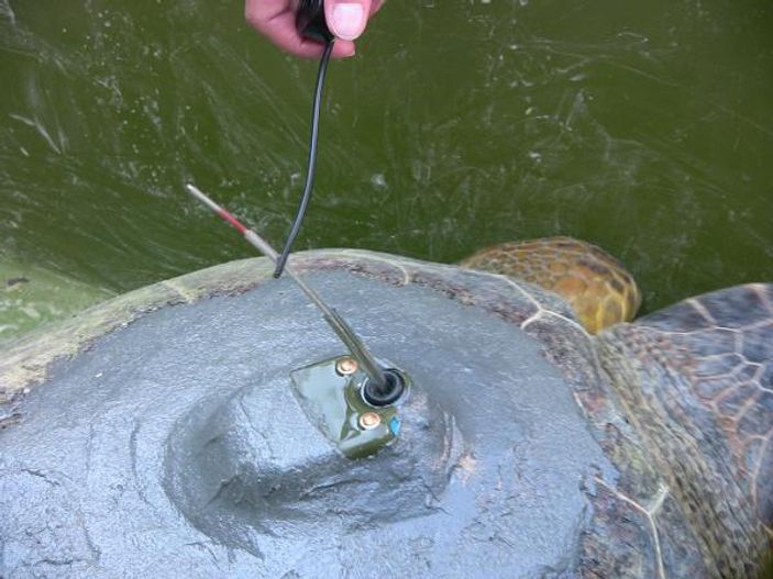 Muğla'da caretta caretta 6 bin kilometre yol yaptı