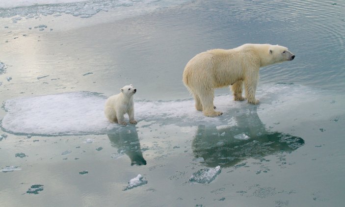Kutup ayılarının nesli 80 yıl sonra tükenecek öngörüsü