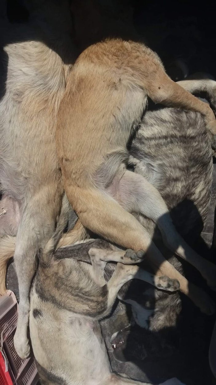 Mersin'de 4 köpeği zehirlediler