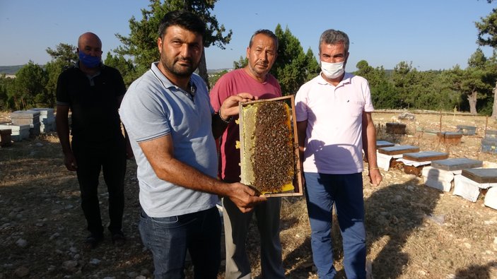 Mersin'de arı kovanlarına sinek ilaçlı saldırı