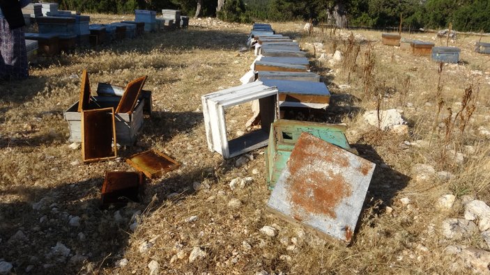 Mersin'de arı kovanlarına sinek ilaçlı saldırı