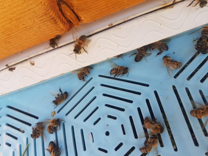 Mersin'de arı kovanlarına sinek ilaçlı saldırı