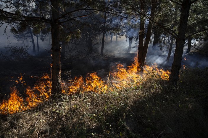 Edirne'de orman yangını kontrol altına alındı