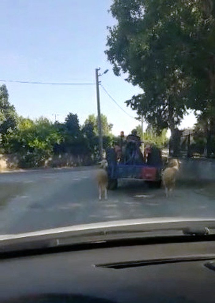 Antalya'da kurbanlık koyunlara traktörlü eziyet