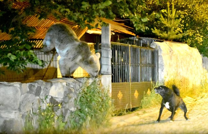 Kars'ta boz ayıları kovalayan köpek