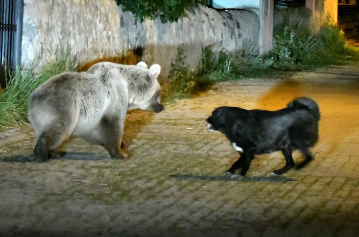 Kars'ta boz ayıları kovalayan köpek